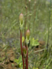 Primula pauciflora