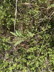 Physalis angustifolia