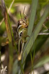 Paroxya atlantica
