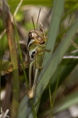 Paroxya atlantica