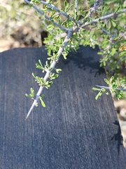 Condalia spathulata