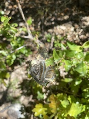 Malacosoma californica