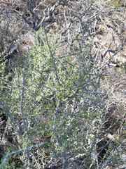 Condalia spathulata