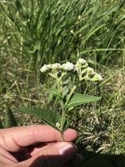 Parthenium hispidum