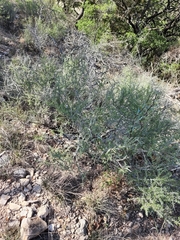 Condalia spathulata