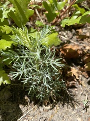 Magnoliopsida
