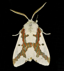 Euerythra phasma