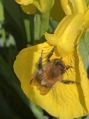 Bombus pascuorum