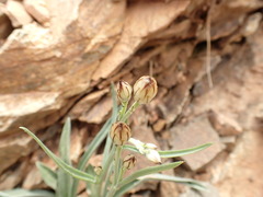 Catananche caerulea image