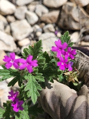 Glandularia tumidula