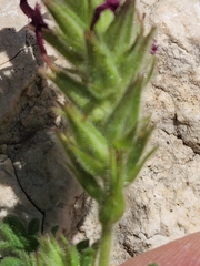 Glandularia tumidula