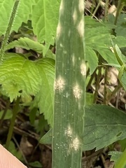 Pleosporaceae