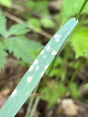 Pleosporaceae