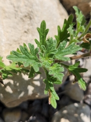 Glandularia tumidula