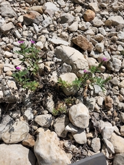 Glandularia tumidula