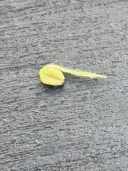 Glandularia tumidula