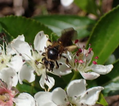 Andrena crataegi