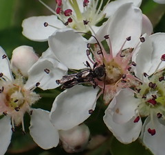 Molorchus bimaculatus