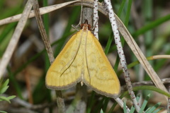 Mecyna