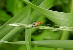 Toxonevra quinquemaculata