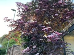 Sambucus nigra