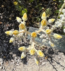 Dudleya saxosa aloides