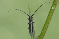 Agapanthia cardui