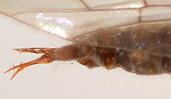 Helius flavipes
