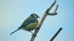 Cyanistes caeruleus