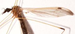 Helius flavipes