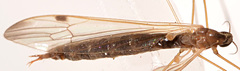 Helius flavipes