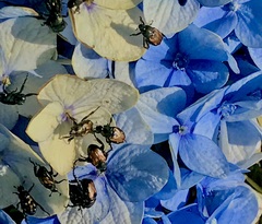 Strigoderma mexicana