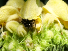 Oxythyrea funesta