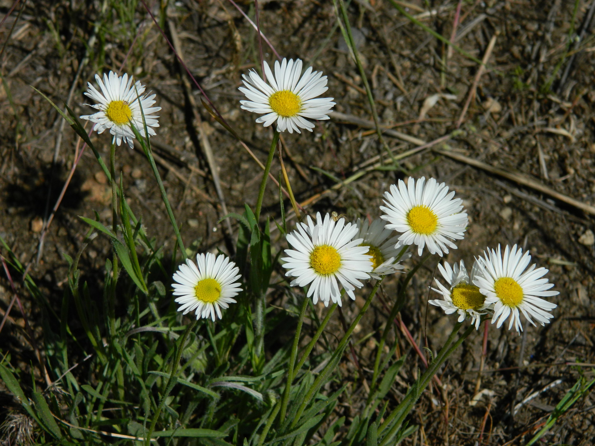 Erigeron engelmannii