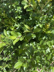 Prunus virginiana