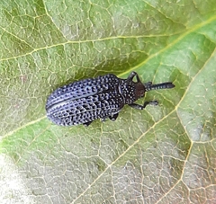 Microrhopala excavata