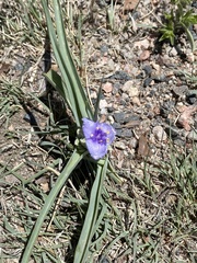 Tradescantia occidentalis
