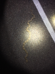 Bogertophis subocularis subocularis