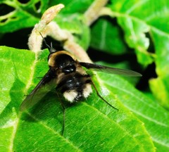 Bombylius varius
