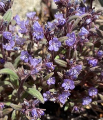 Phacelia humilis