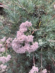Eriogonum arborescens