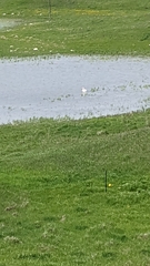 Pelecanus erythrorhynchos