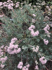 Eriogonum arborescens