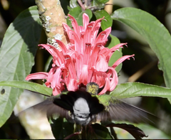 Chalybura buffonii