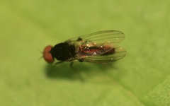 Callomyiinae