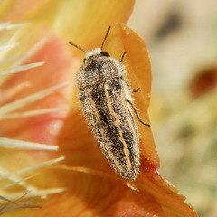 Acmaeodera pubiventris lanata