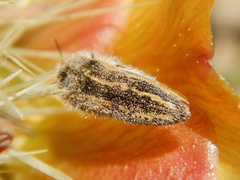 Acmaeodera pubiventris lanata