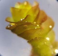 Nardia scalaris