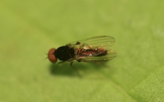 Callomyiinae
