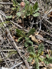 Geum triflorum